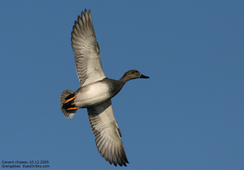 Nature/Birds/Ca/canard_chipeau_IMG_0047.jpg