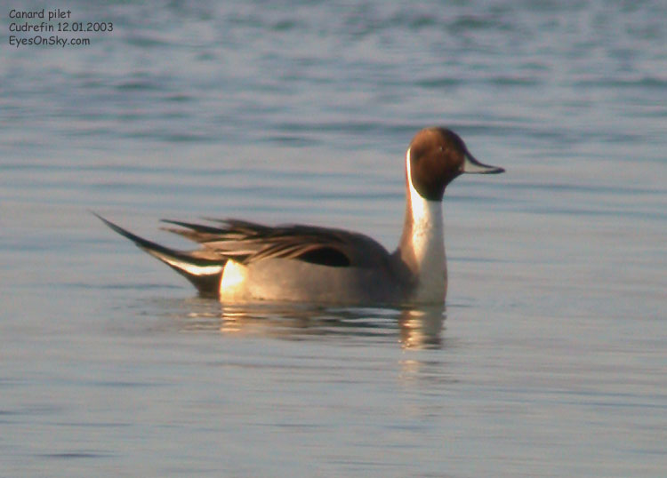 Nature/Birds/Ca/canard_pilet_DSCN7832.jpg