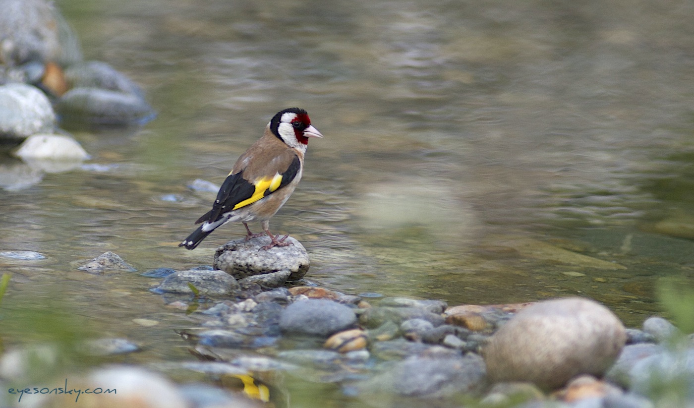 Nature/Birds/Ca/chardonneret-elegant-IMG_3239.jpg