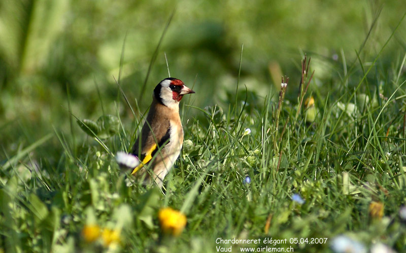 Nature/Birds/Ca/chardonneret-elegant_IMG_1509.jpg