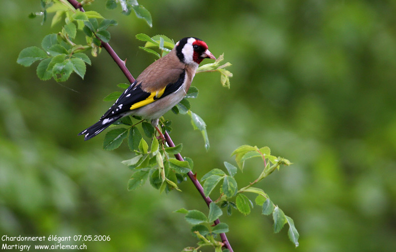 Nature/Birds/Ca/chardonneret_elegant_IMG_7291.jpg