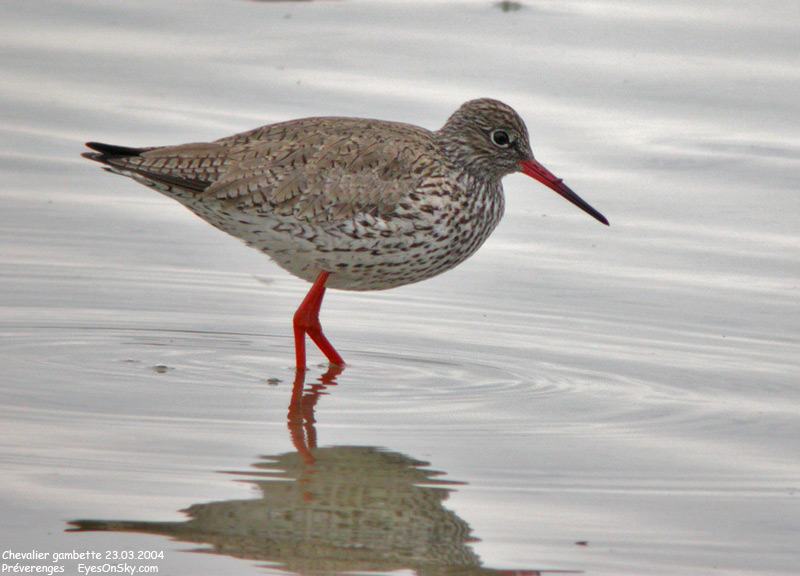 Nature/Birds/Ca/chevalier_gambette_DSCN1664.jpg