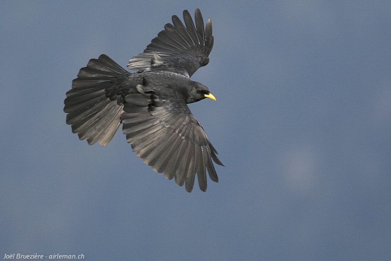 Nature/Birds/Ca/chocard-a-bec-jaune-IMG_9760.jpg