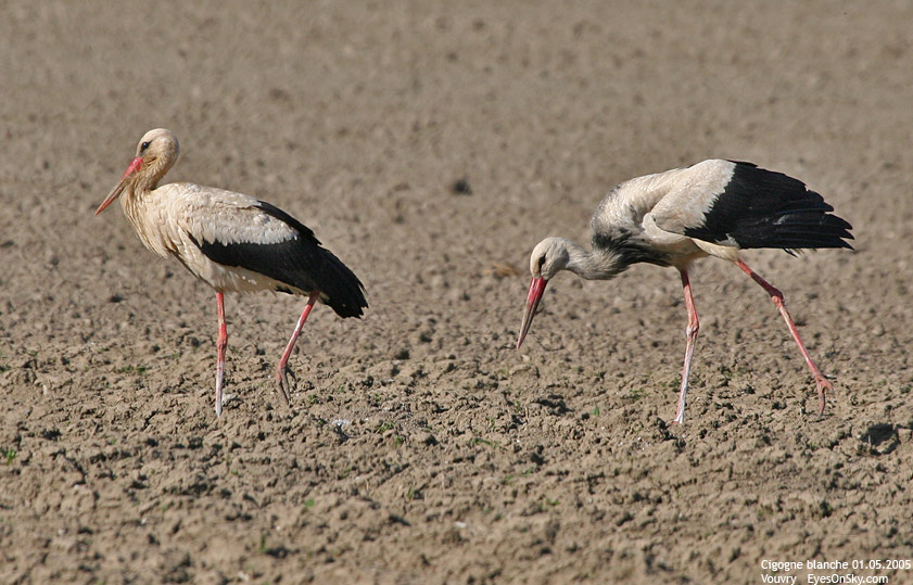 Nature/Birds/Ci/cigogne_blanche_IMG_2904.jpg