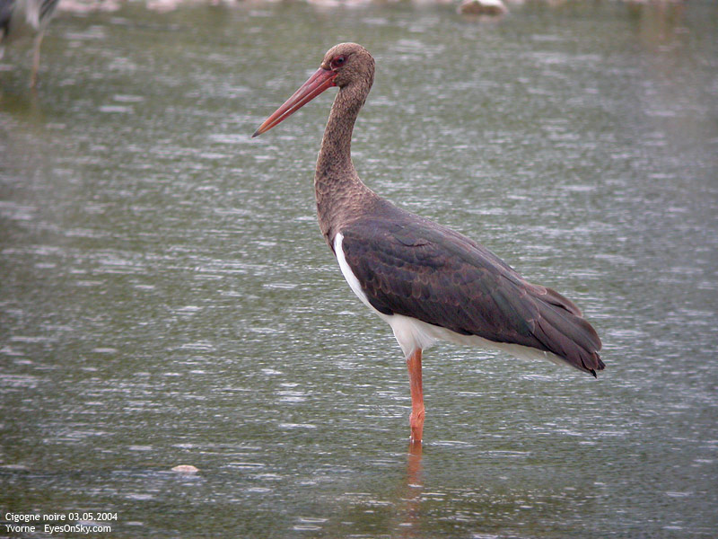 Nature/Birds/Ci/cigogne_noire_DSCN4236.jpg