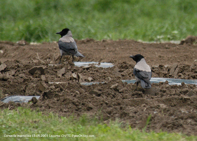 Nature/Birds/Ci/corneille_mantellee_DSC_0797.jpg