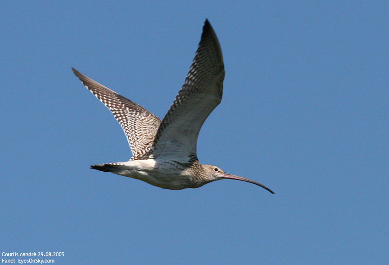 Nature/Birds/Ci/courlis_cendre_IMG_6061.jpg
