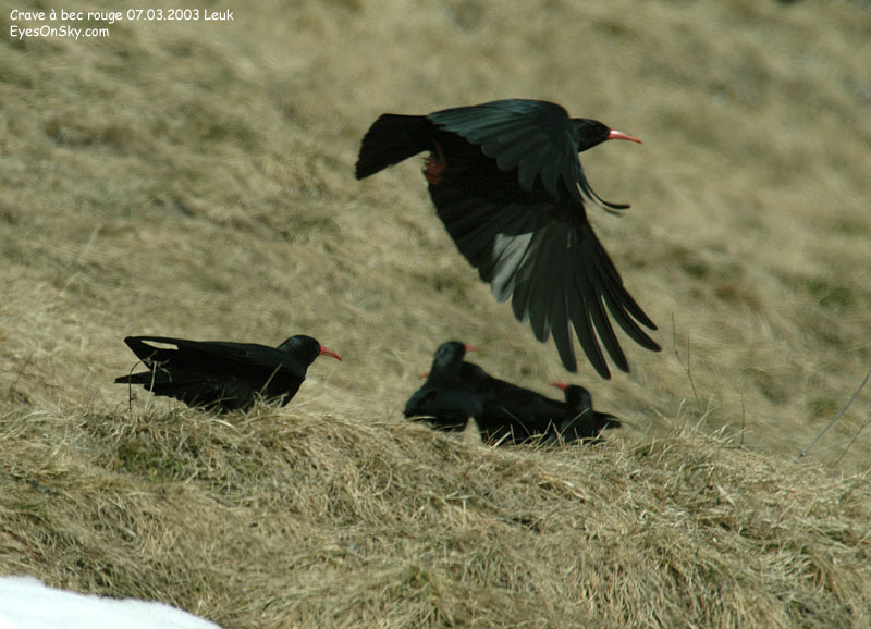 Nature/Birds/Ci/crave_a_bec_rouge_DSC_4518.jpg