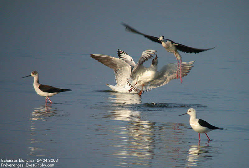 Nature/Birds/E-F/echasse_blanche_DSCN9852.jpg