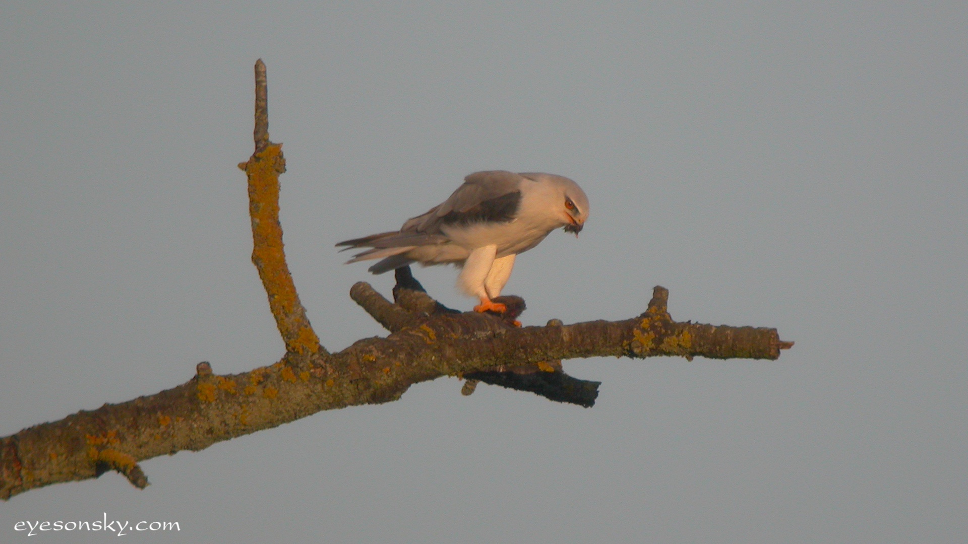 Nature/Birds/E-F/elanion-blanc-DSCN0765.jpg