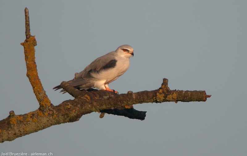 Nature/Birds/E-F/elanion-blanc-DSCN0781.jpg