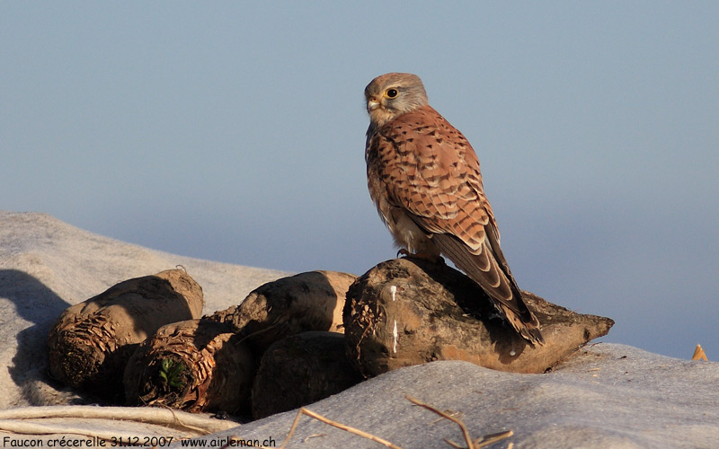 Nature/Birds/E-F/faucon-crecerelle-IMG_2123.jpg