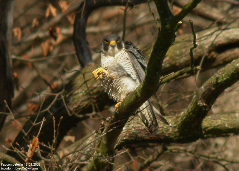 Nature/Birds/E-F/faucon_pelerin_DSCN2006.jpg