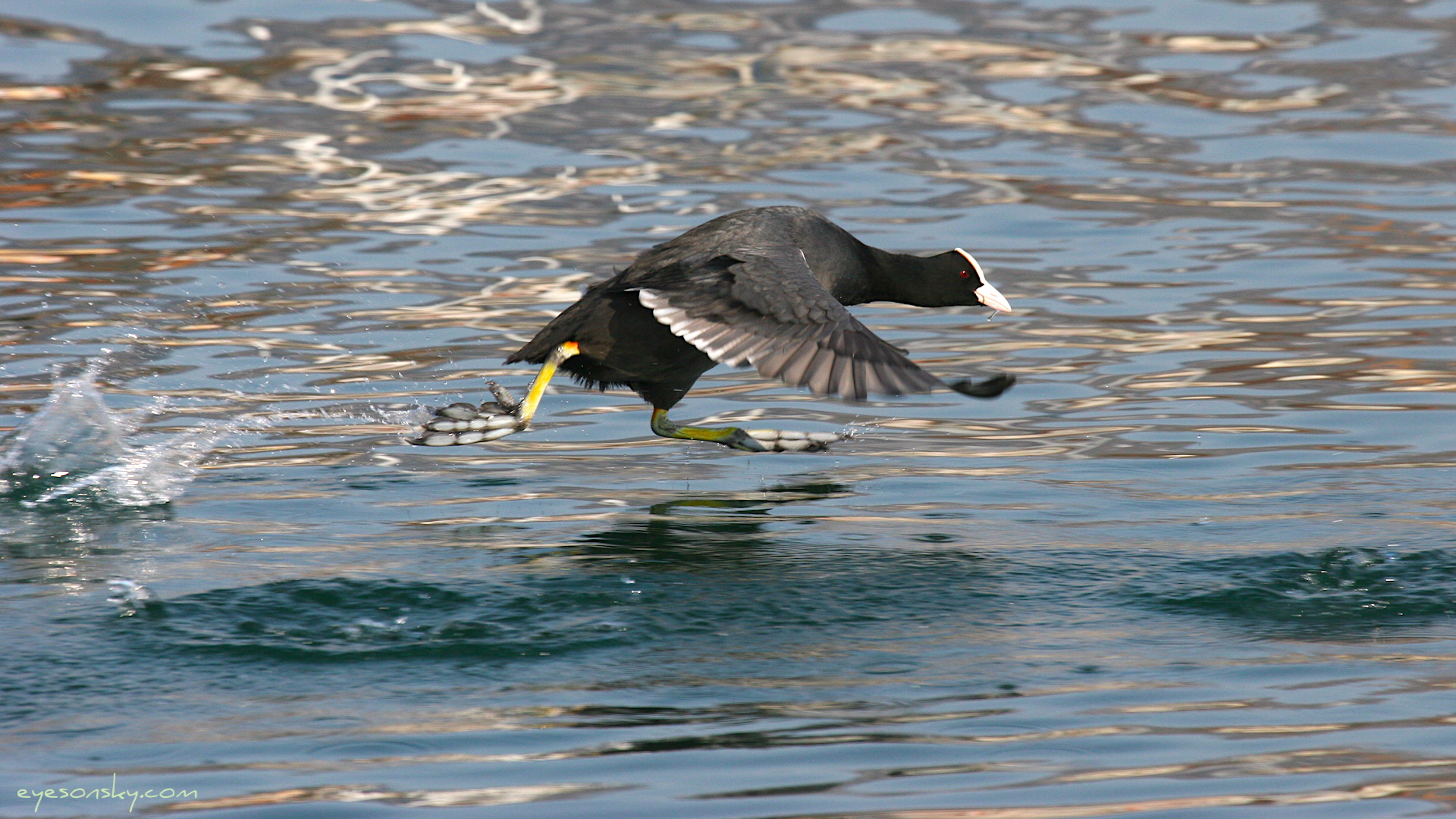 Nature/Birds/E-F/foulque_macroule_IMG_4324.jpg