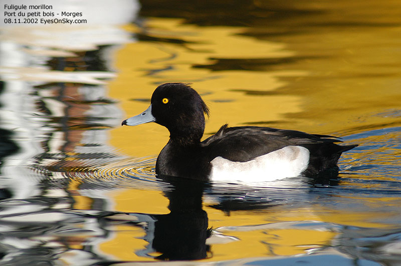Nature/Birds/E-F/fuligule_morillon_DSC_2349g.jpg