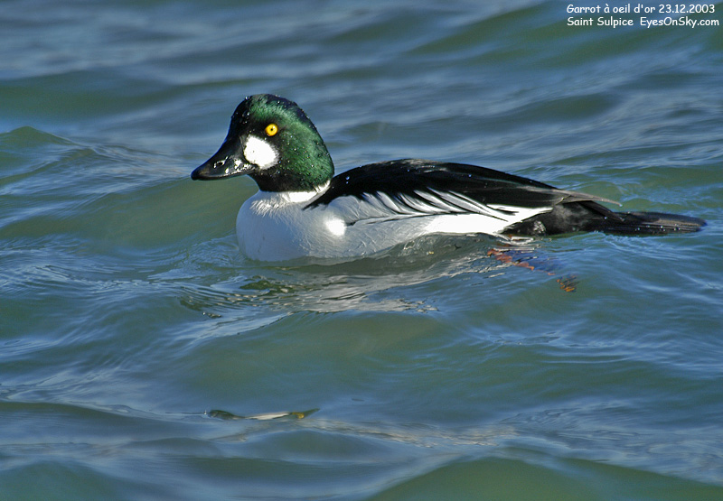 Nature/Birds/G/garrot_a_oeil_dor_DSC_4818.jpg