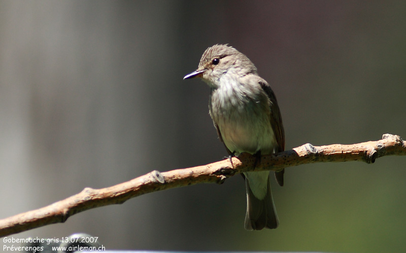 Nature/Birds/G/gobemouche-gris-IMG_3328.jpg