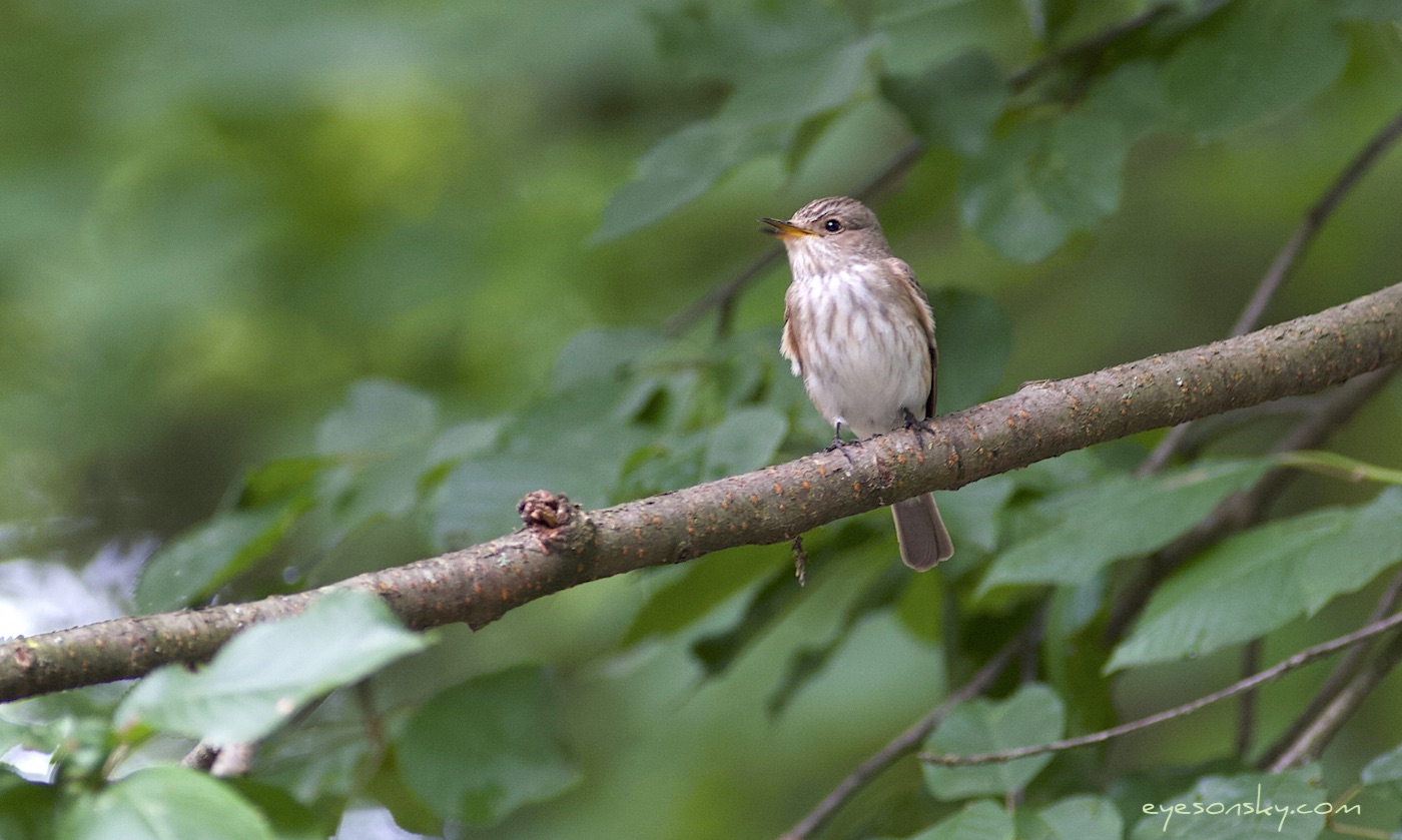 Nature/Birds/G/gobemouche-gris-IMG_9068.jpg