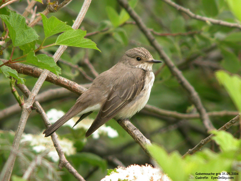 Nature/Birds/G/gobemouche_gris_DSCN5501.jpg
