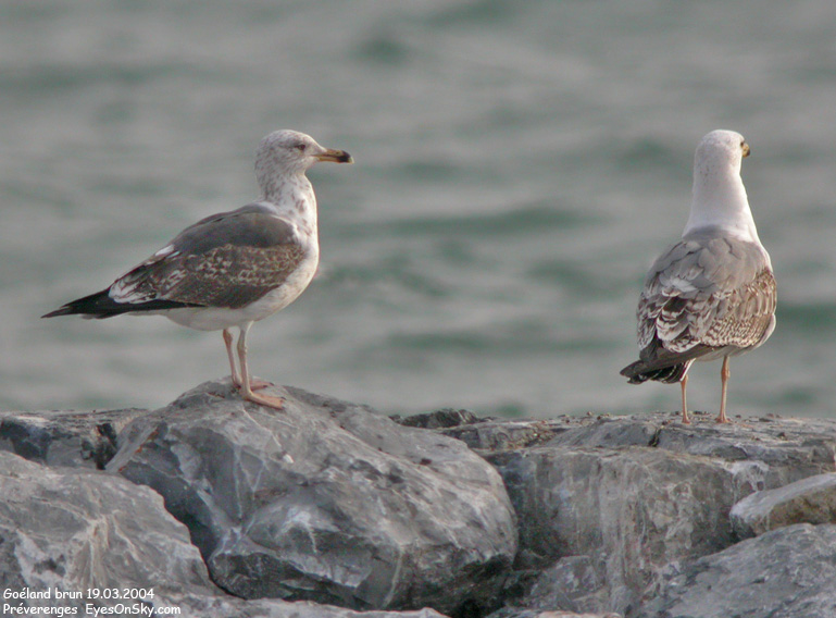 Nature/Birds/G/goeland_brun_DSCN1436.jpg
