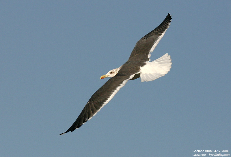 Nature/Birds/G/goeland_brun_IMG_9147.jpg