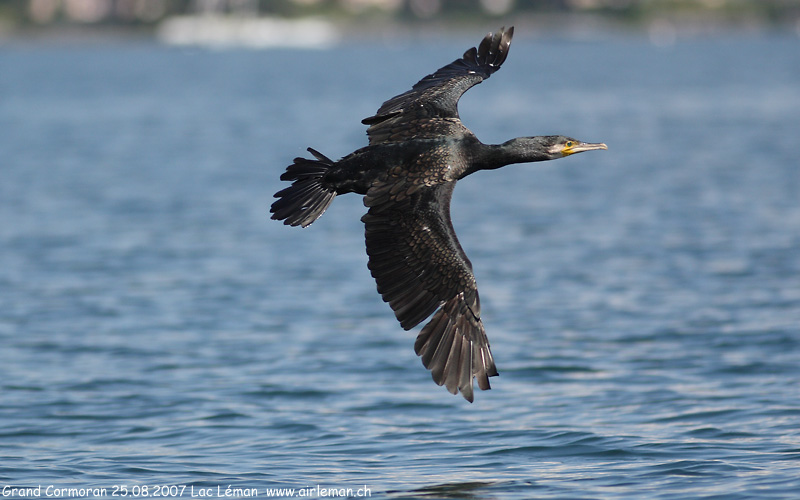 Nature/Birds/G/grand-cormoran-IMG_8879.jpg
