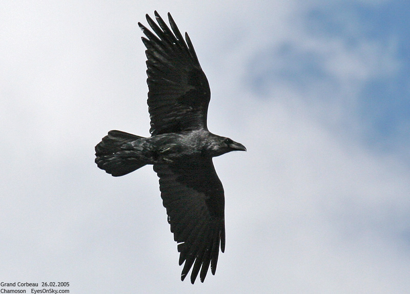Nature/Birds/G/grand_corbeau_IMG_4546.jpg