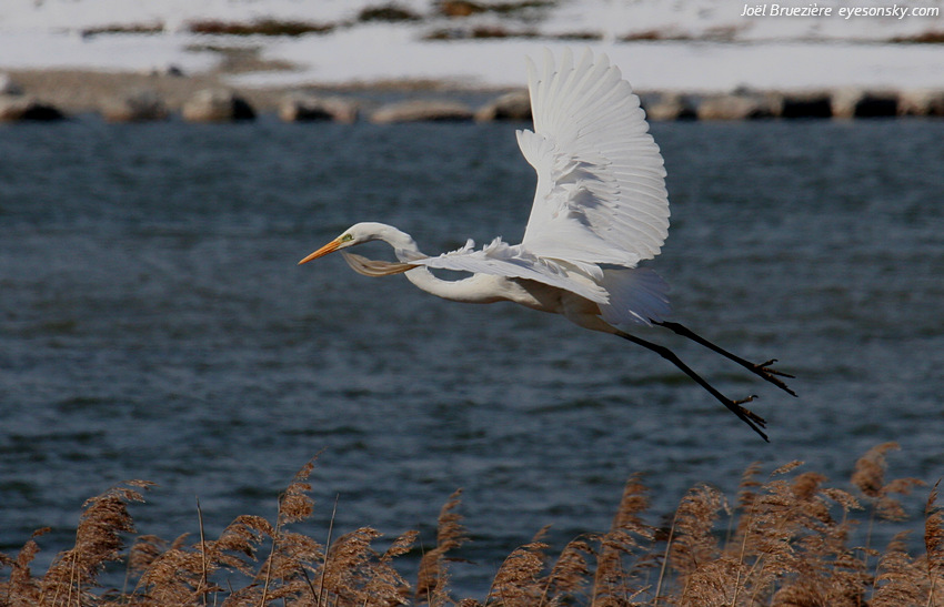 Nature/Birds/G/grande-aigrette-IMG_3897.jpg