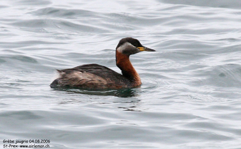 Nature/Birds/G/grebe_jougris_IMG_9945.jpg