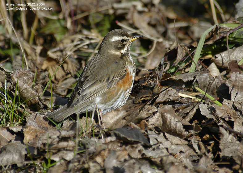 Nature/Birds/G/grive_mauvis_DSC_5392.jpg