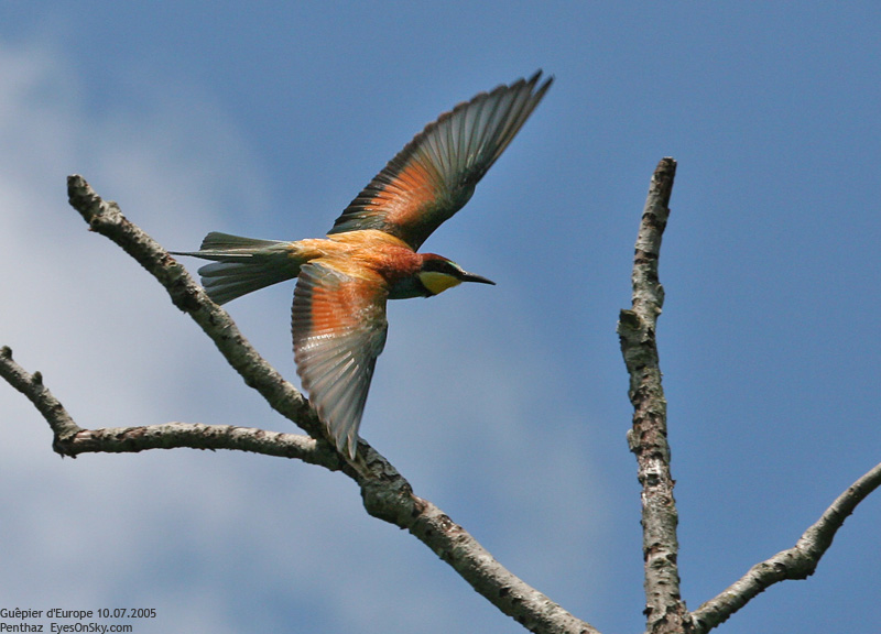 Nature/Birds/G/guepier_deurope_IMG_2213.jpg