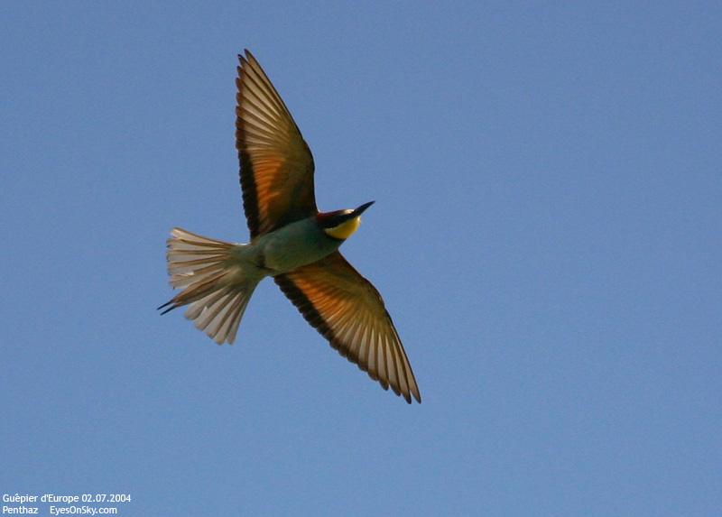 Nature/Birds/G/guepier_deurope_IMG_3879.jpg