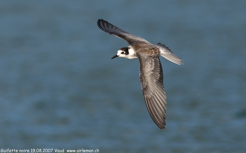 Nature/Birds/G/guifette-noire-IMG_7780.jpg
