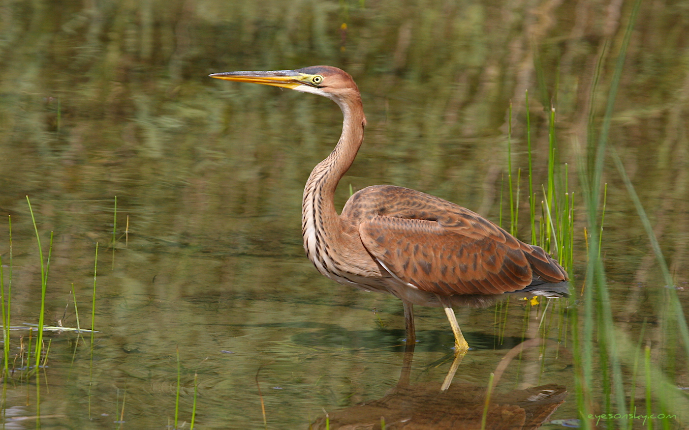 Nature/Birds/H-I/heron_pourpre_IMG_0333.jpg