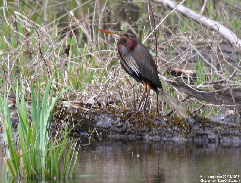 Nature/Birds/H-I/heron_pourpre_IMG_9488.jpg