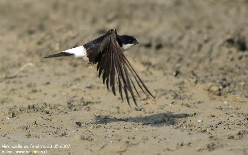 Nature/Birds/H-I/hirondelle-de-fenetre-IMG_2843.jpg