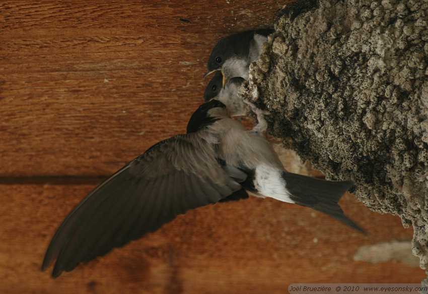 Nature/Birds/H-I/hirondelle-de-fenetre-IMG_9263.jpg