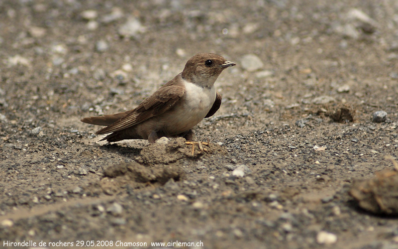 Nature/Birds/H-I/hirondelle-de-rochers-IMG_3602.jpg