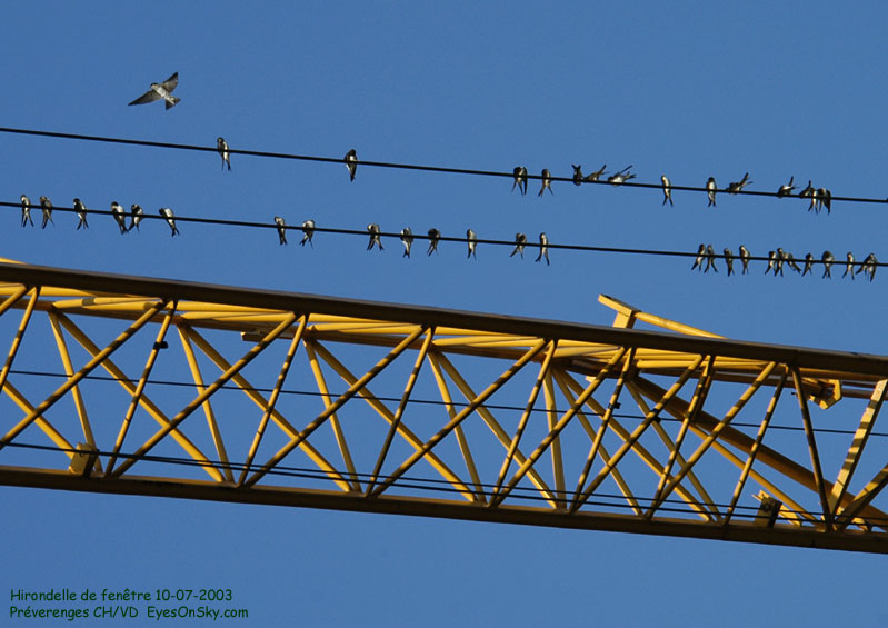 Nature/Birds/H-I/hirondelle_de_fenetre_DSC_1620.jpg