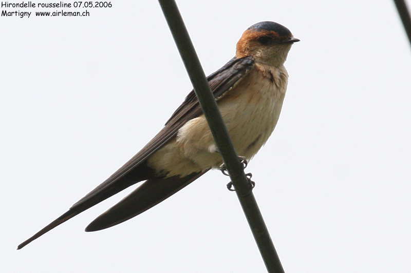 Nature/Birds/H-I/hirondelle_rousseline_IMG_7363.jpg