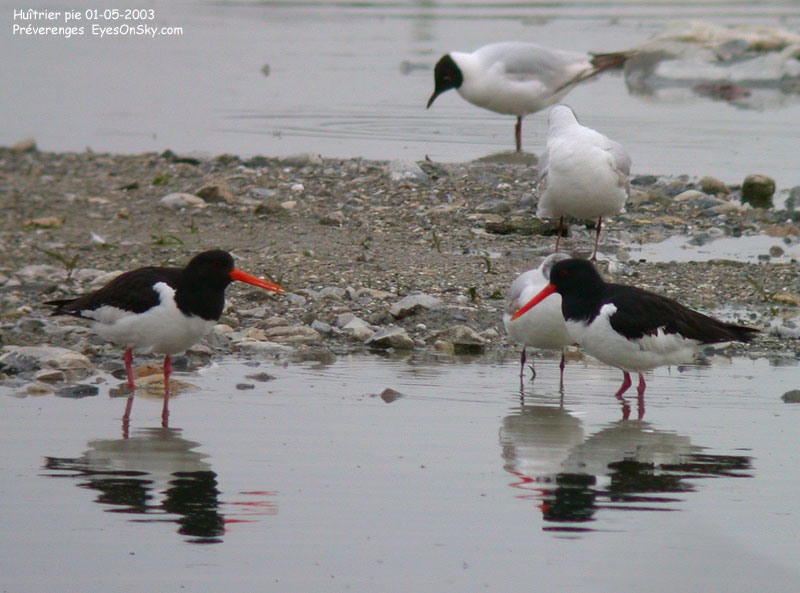 Nature/Birds/H-I/huitrier_pie_DSCN9489.jpg