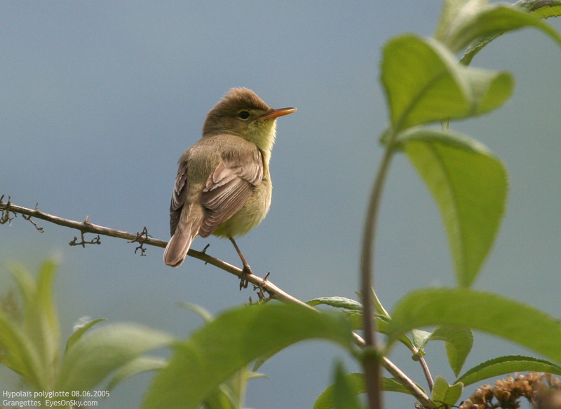 Nature/Birds/H-I/hypolais_polyglotte_IMG_9023.jpg