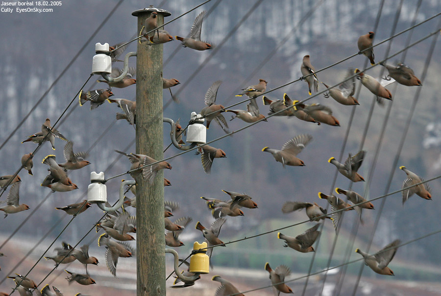 Nature/Birds/J-O/jaseur_boreal_IMG_3626.jpg