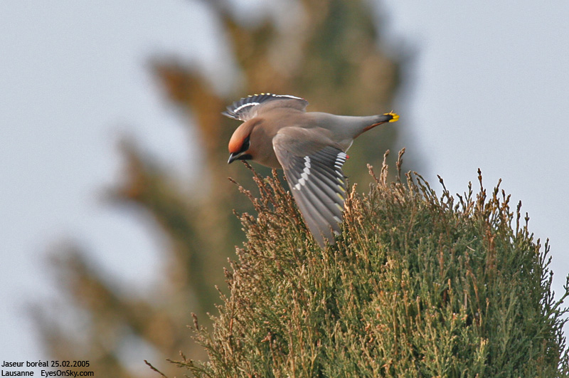 Nature/Birds/J-O/jaseur_boreal_IMG_4173.jpg