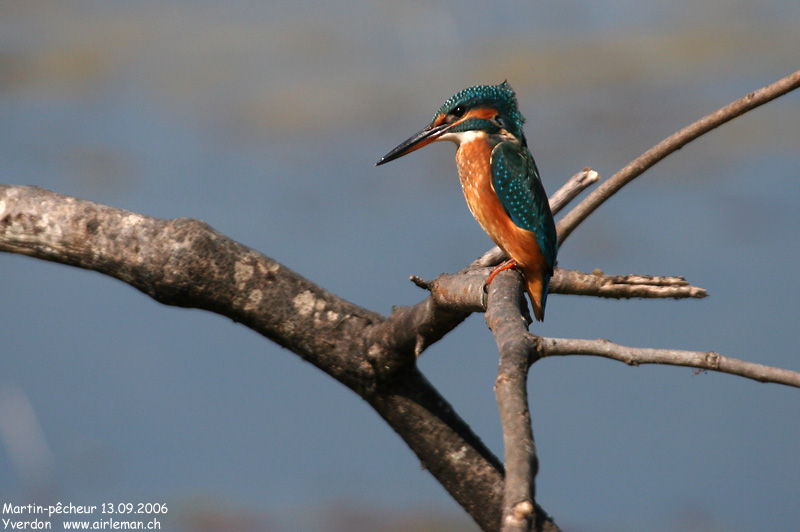 Nature/Birds/J-O/martin-pecheur_IMG_5292.jpg