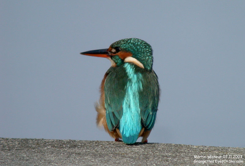 Nature/Birds/J-O/martin_pecheur_DSCN1295.jpg
