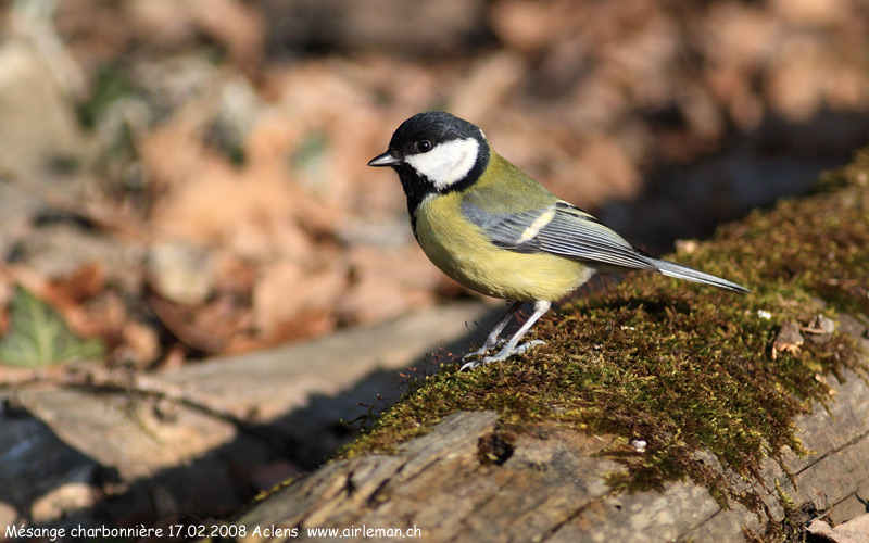 Nature/Birds/J-O/mesange-charbonniere-IMG_2590.jpg