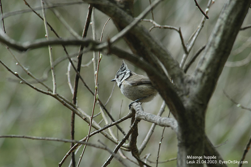 Nature/Birds/J-O/mesange_huppee_DSC_0309.jpg
