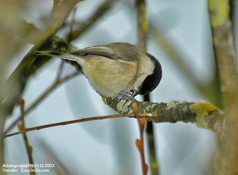 Nature/Birds/J-O/mesange_nonette_DSC_4734.jpg