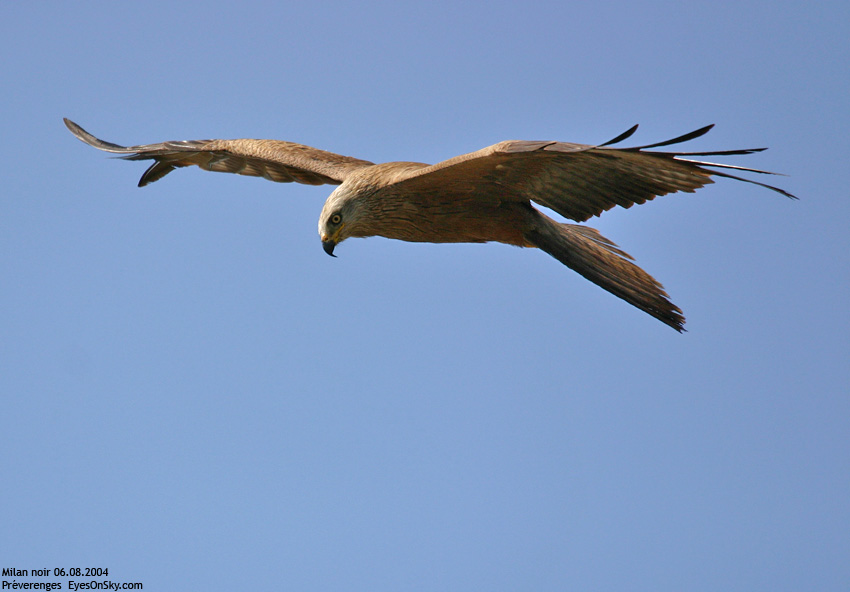 Nature/Birds/J-O/milan_noir_IMG_5119.jpg